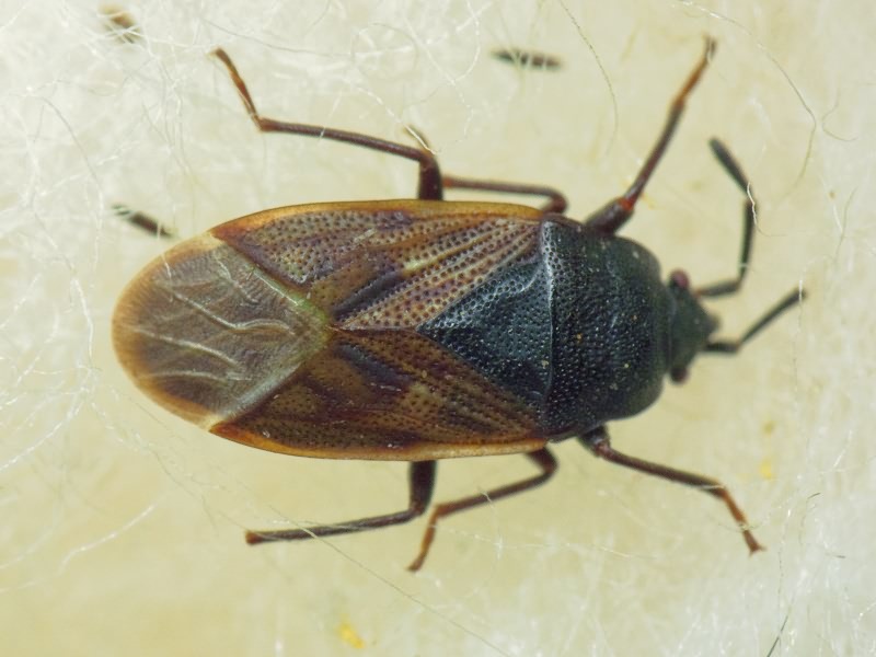 Drymus (Sylvadrymus) sylvaticus (Fabricius, 1775)